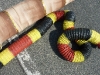 cardetailcoralsnake.jpg